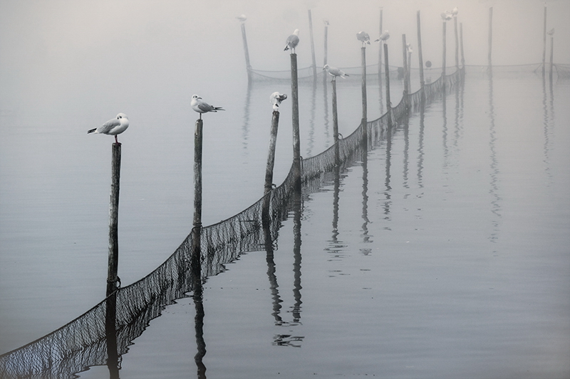 Tiere Mecklenburgische Seenplatte SAM_4104 Kopie.jpg - Hafenbummel in Müritz